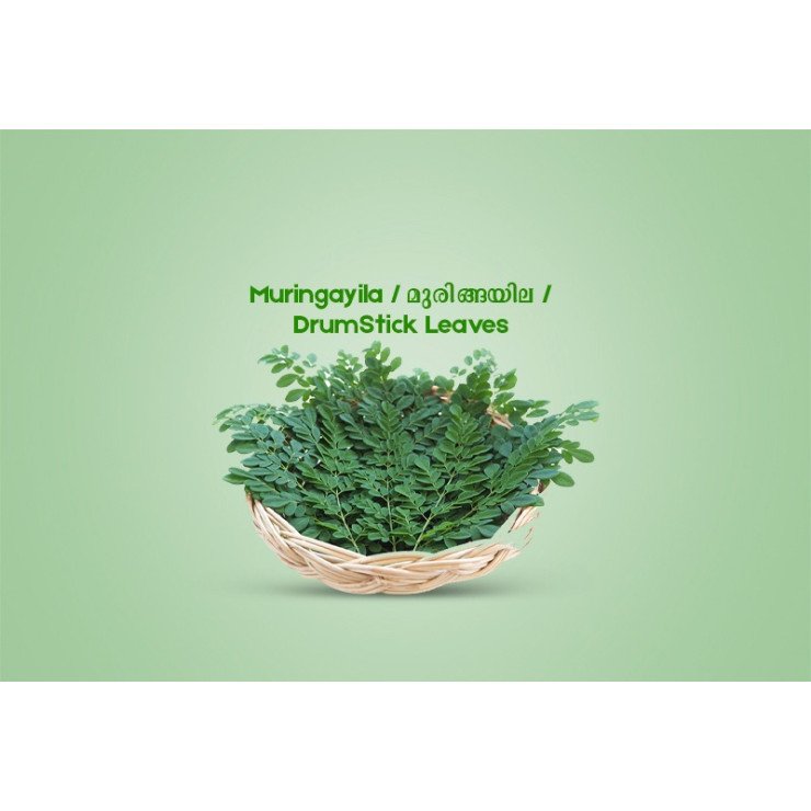 Muringayila / മുരിങ്ങയില / DrumStick Leaves  -100gm 